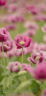 Beautiful field of pink poppy flowers in bloom.