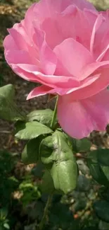 Close-up of a blooming pink rose with lush green leaves.