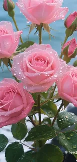 Pink roses with dew in front of ocean waves.