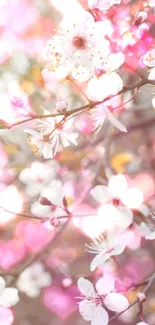 Delicate branch of blooming plum flowers against a soft pink background.