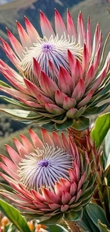 Pink protea flowers blooming in nature.