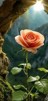 Sunlit rose blooming amidst natural landscape.