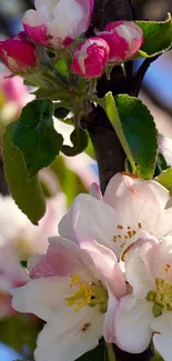 Apple blossoms with green leaves under a clear blue sky.