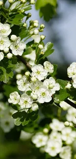 Close-up of blooming hawthorn flowers with green leaves in a natural outdoor setting.