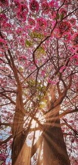 Sunlit cherry blossom tree with blue sky.