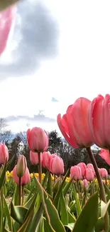 Blooming pink tulips in a sunny field under a bright sky.