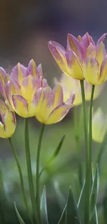 Yellow and pink tulips in bloom with green stems in a natural setting.