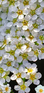 White blossoms with green centers on a dark mobile wallpaper.