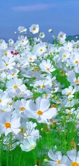 Serene white flower field under a blue sky, perfect for a mobile wallpaper.