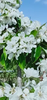 White blossoms and green leaves mobile wallpaper.