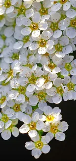 Delicate white flowers on a dark background, ideal for mobile wallpaper.