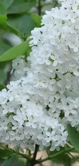 Close shot of white lilac flowers with green leaves background.