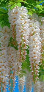 Beautiful white wisteria flowers with green leaves.