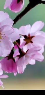 Pink cherry blossoms with a soft green background.