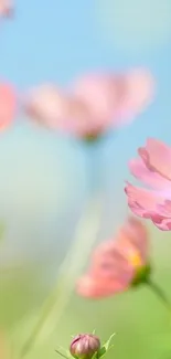 Beautiful pink cosmos flowers in bloom with a sky blue background.