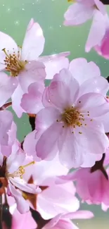 Elegant pink cherry blossoms with a soft green background.