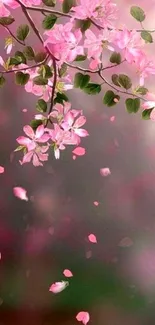 Delicate pink blossoms hanging gracefully with petals falling gently.