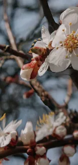 Close-up of white blossoms on a branch in natural light.