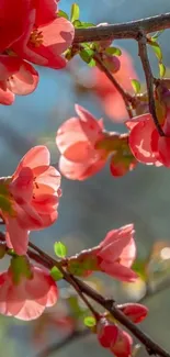 Pink blossom branches against blue sky.