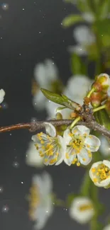 White blossoms on branch, dark background, mobile wallpaper.