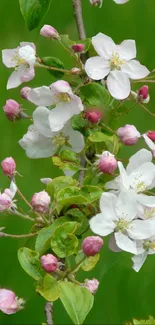 White and pink blossoms with green leafy background.