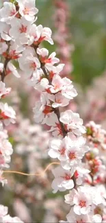 Blossom branches with soft pink flowers on a mobile wallpaper.