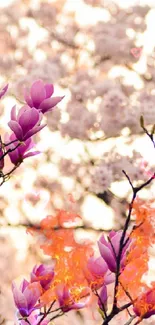 Blooming cherry blossoms and pink magnolias in spring.