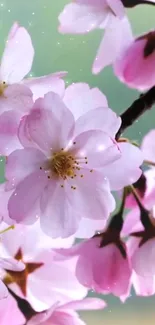 Delicate pink cherry blossoms with a green background for mobile wallpaper.