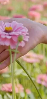 A hand gently holds a pink flower in a blurred floral field.