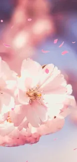 Beautiful blossom petals in soft focus with a pastel pink backdrop.