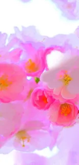 Close-up of pink floral blossoms in soft pastel tones.