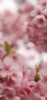 Mobile wallpaper featuring pink cherry blossoms in full bloom with soft petals.