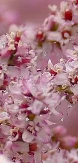 Close-up of delicate pink floral blooms showcasing texture and detail.