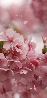 Pink cherry blossoms in full bloom, creating a beautiful phone wallpaper.