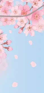 Cherry blossom mobile wallpaper with pink flowers on a blue background.