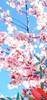 Cherry blossoms under a clear blue sky with vibrant red flowers.