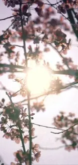 Delicate pink blossoms with sunlight in background, creating a serene and peaceful scene.