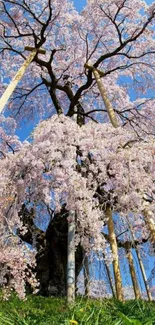 Cherry blossom tree under clear blue sky.