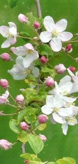 Mobile wallpaper of apple blossoms on green.