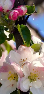 Apple tree blossoms with clear sky backdrop.