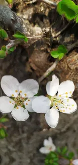 White blossoms on rustic tree background, evoking natural beauty.