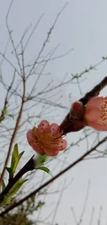 Close-up of pink flowers on a branch against a light gray sky.