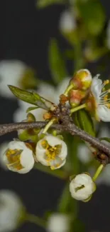 Mobile wallpaper with white blossoms on a dark brown branch.