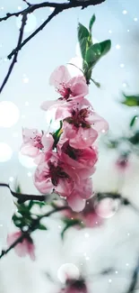 Pink blossoms on branch with bokeh effect against blue sky.