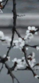 Blurred blossoming branch with grey background wallpaper.