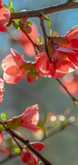 Vivid pink flowers with blurred natural background.