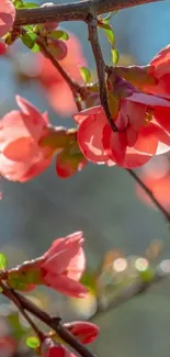 Vibrant pink flowers on tree branches against a blue sky background.