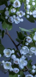 Delicate white blossoms with green leaves on a branch, set against a gray blue background.