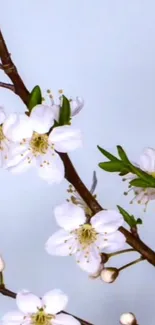 Cherry blossom branch with white flowers against a soft blue sky background.