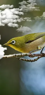 Green bird perched on cherry blossom branch with blurred background.